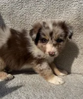 Dottie, a female Australian Shepherd for sale in Litchfield, IL – Photo 5 of 5
