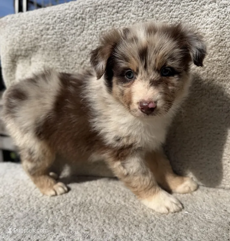Dottie – Australian Shepherd puppy for sale in Litchfield, IL