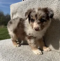 Dottie, a female Australian Shepherd for sale in Litchfield, IL – Photo 2 of 5