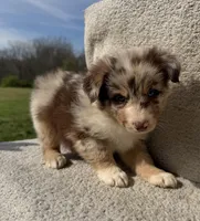 Dottie, a female Australian Shepherd for sale in Litchfield, IL – Photo 3 of 5