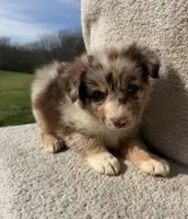 Dottie, a female Australian Shepherd for sale in Litchfield, IL – Photo 4 of 5