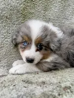 Misty , a female Australian Shepherd for sale in Litchfield, IL – 1 of 4