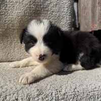 Dottie, a female Border Collie for sale in Litchfield, IL – Photo 2 of 4