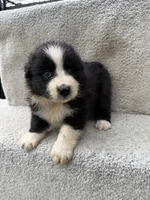 processed/f740ecb1-568c-4a23-8af2-8bd0ddc03c35/listing/878c826b-3a48-4a08-a61d-bbf058e5ada5/58660b82-ce06-4d14-b283-dda53853f369