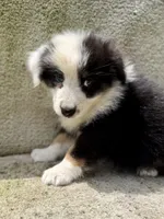 Stormy, a female Australian Shepherd for sale in Litchfield, IL – 2 of 4