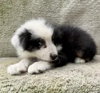 Stormy, a female Australian Shepherd for sale in Litchfield, IL – 3 of 4