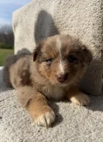 Remy, a male Australian Shepherd for sale in Litchfield, IL – Photo 4 of 5