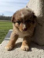 Remy, a male Australian Shepherd for sale in Litchfield, IL – Photo 5 of 5