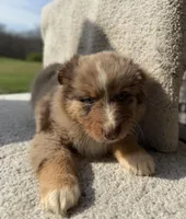 Remy, a male Australian Shepherd for sale in Litchfield, IL – Photo 3 of 5