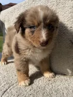 Remy, a male Australian Shepherd for sale in Litchfield, IL – Photo 1 of 5