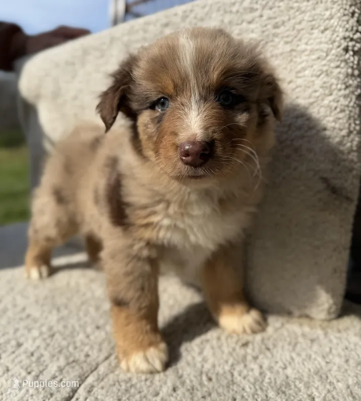 Cowboy  – Australian Shepherd puppy for sale in Litchfield, IL