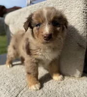 Remy, a male Australian Shepherd for sale in Litchfield, IL – Photo 2 of 5
