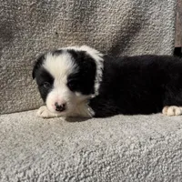 Jasper, a male Border Collie for sale in Litchfield, IL – Photo 4 of 4