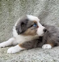 Sunny, a female Australian Shepherd for sale in Litchfield, IL – 2 of 4