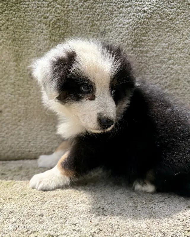 Stormy – Australian Shepherd puppy for sale in Litchfield, IL