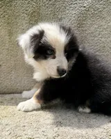 Stormy, a female Australian Shepherd for sale in Litchfield, IL – 1 of 4