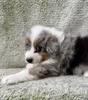 Misty , a female Australian Shepherd for sale in Litchfield, IL – 3 of 4