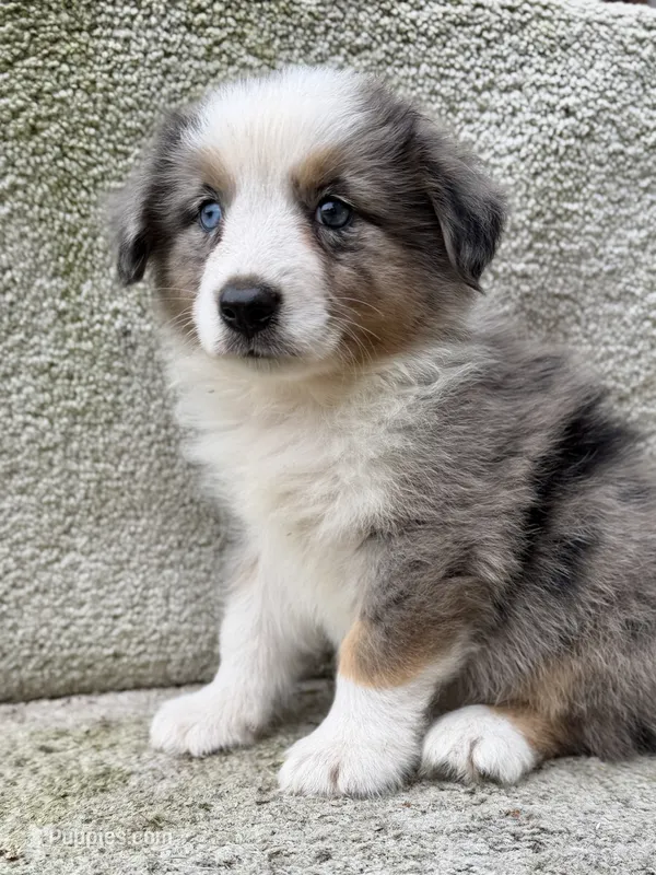 Sunny – Australian Shepherd puppy for sale in Litchfield, IL