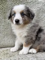 Sunny, a female Australian Shepherd for sale in Litchfield, IL – 1 of 4