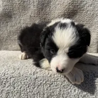 Jasper, a male Border Collie for sale in Litchfield, IL – Photo 2 of 4