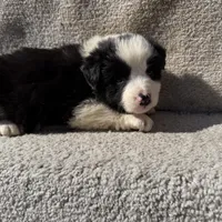 Jasper, a male Border Collie for sale in Litchfield, IL – Photo 3 of 4