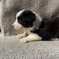 Millie, a female Border Collie for sale in Litchfield, IL – Photo 5 of 5