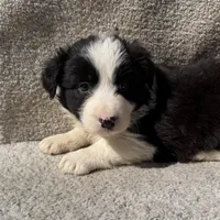 Millie, a female Border Collie for sale in Litchfield, IL – Photo 1 of 5