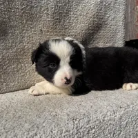 Millie, a female Border Collie for sale in Litchfield, IL – Photo 3 of 5