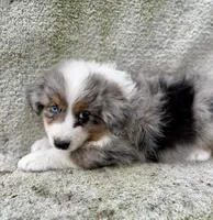 Misty , a female Australian Shepherd for sale in Litchfield, IL – 2 of 4