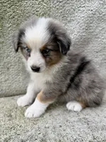 Sunny, a female Australian Shepherd for sale in Litchfield, IL – 3 of 4