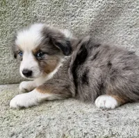 Sunny, a female Australian Shepherd for sale in Litchfield, IL – 4 of 4