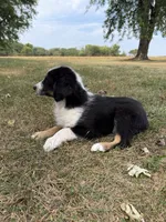 Zoe, a female Australian Shepherd for sale in Litchfield, IL – 5 of 5