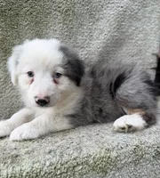 Scout, a male Australian Shepherd for sale in Litchfield, IL – 3 of 5