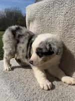 Colt, a male Australian Shepherd for sale in Litchfield, IL – Photo 4 of 5