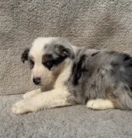 Colt, a male Australian Shepherd for sale in Litchfield, IL – Photo 5 of 5