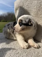 Colt, a male Australian Shepherd for sale in Litchfield, IL – Photo 2 of 5
