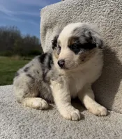 Colt, a male Australian Shepherd for sale in Litchfield, IL – Photo 3 of 5