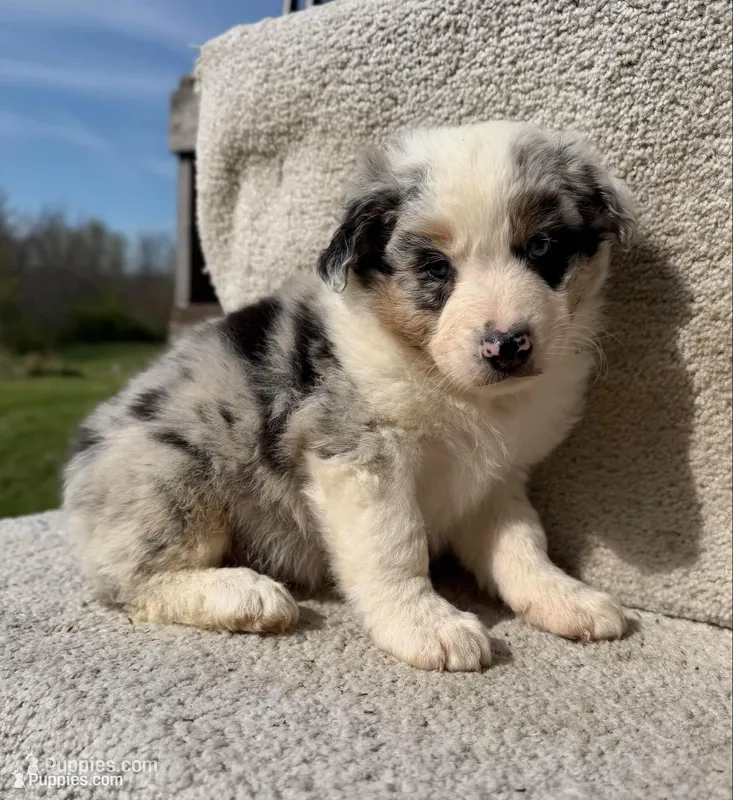 Colt – Australian Shepherd puppy for sale in Litchfield, IL