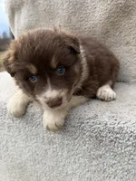 Rusty, a male Australian Shepherd for sale in Litchfield, IL – Photo 4 of 5