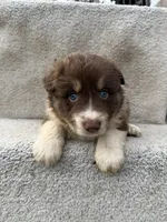 Rusty, a male Australian Shepherd for sale in Litchfield, IL – Photo 1 of 5