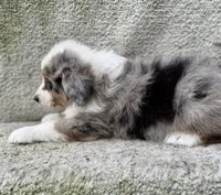 Misty , a female Australian Shepherd for sale in Litchfield, IL – 4 of 4