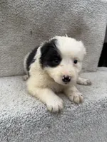 processed/f740ecb1-568c-4a23-8af2-8bd0ddc03c35/listing/e6283913-7062-4859-abbe-6c5caddb945d/75ea31ac-6409-4051-8059-758467cf4fa8