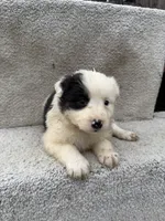 processed/f740ecb1-568c-4a23-8af2-8bd0ddc03c35/listing/e6283913-7062-4859-abbe-6c5caddb945d/c6d95267-38bc-4395-8fa4-e3e990343473