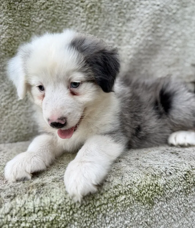 Scout – Australian Shepherd puppy for sale in Litchfield, IL