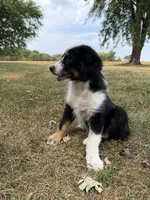 Zoe, a female Australian Shepherd for sale in Litchfield, IL – 2 of 5
