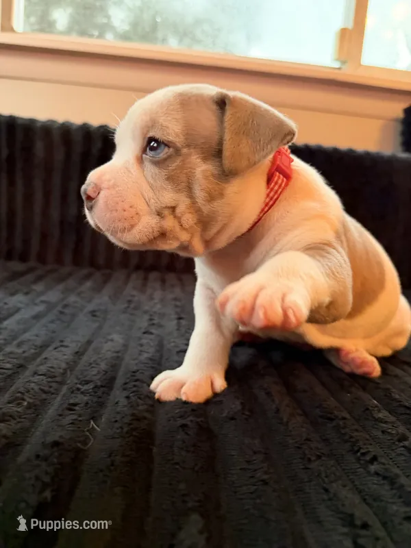 Piebald Merle Red Collar – American Bully puppy for sale in Bowie, MD