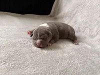 Pink Collar, a female American Bully for sale in Bowie, MD – 3 of 9