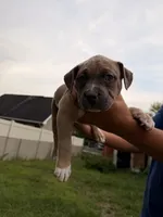 Sookie, a female American Bully for sale in Bowie, MD – 5 of 10