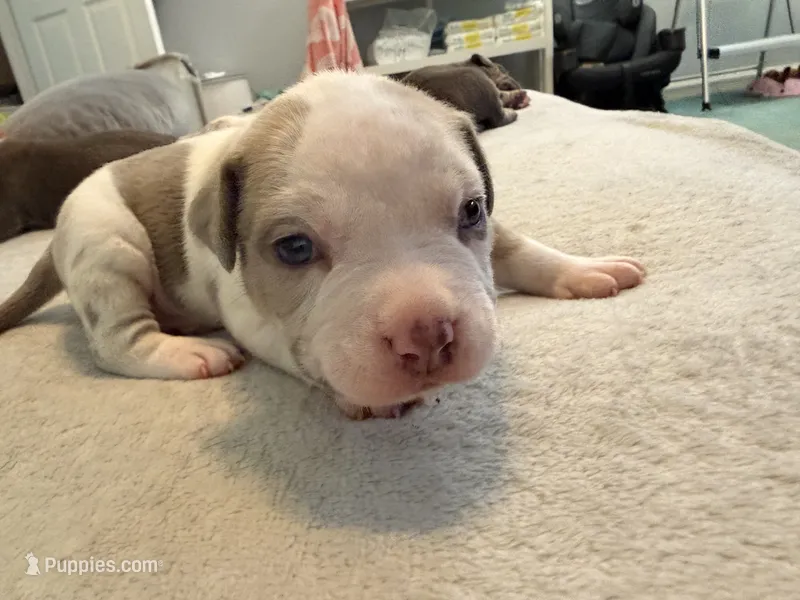 Red Collar – American Bully puppy for sale in Bowie, MD
