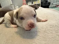 Piebald Merle Red Collar, a male American Bully for sale in Bowie, MD – 1 of 10